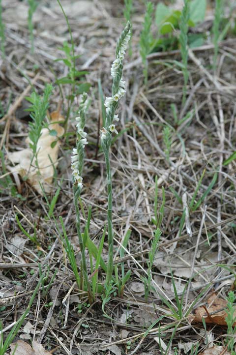 spiranthes spiralis